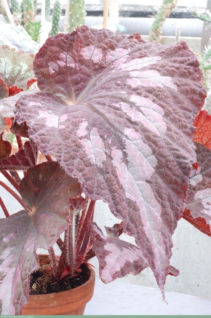 B. ‘Arcola’